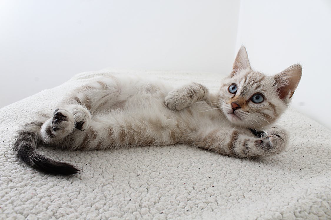 Chat Qui Fait Comme Si Il Allait Vomir Vomissement chez le chat : que faire ? – Cercle de samson