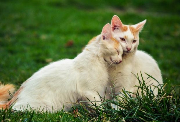 animal de compagnie