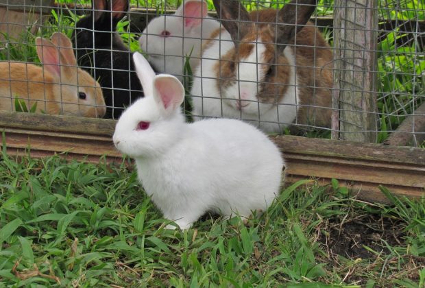 cage à lapin