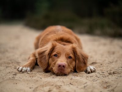 Rafraîchissants pour chien : Est-ce que ça marche vraiment ?