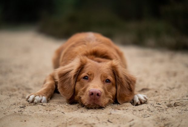 Rafraîchissants pour chien : Est-ce que ça marche vraiment ?