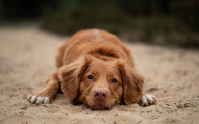 Rafraîchissants pour chien : Est-ce que ça marche vraiment ?