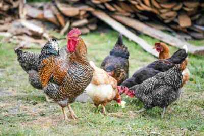 poules 
